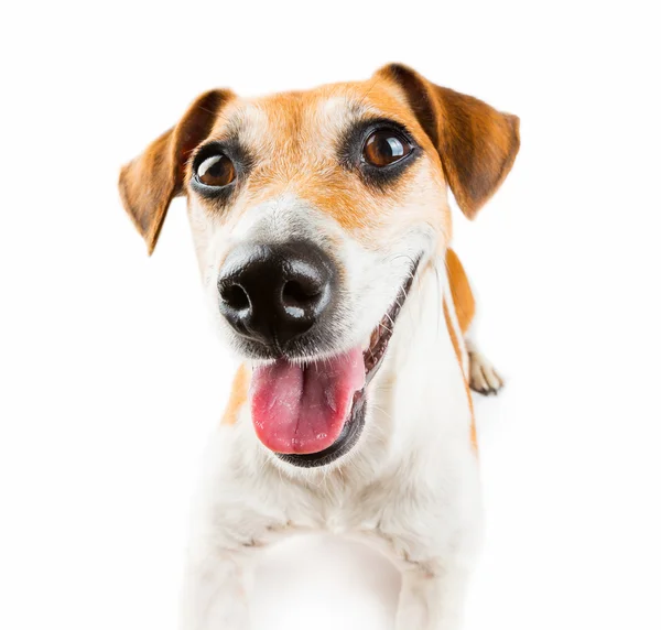 Buena sonrisa perro — Foto de Stock