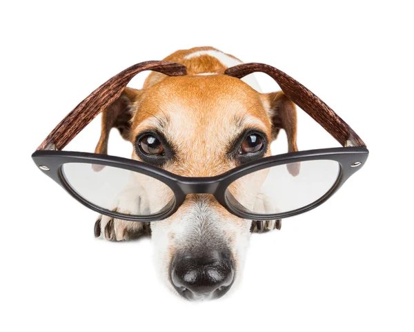 Concentrated serious dog smart glasses — Stock Photo, Image