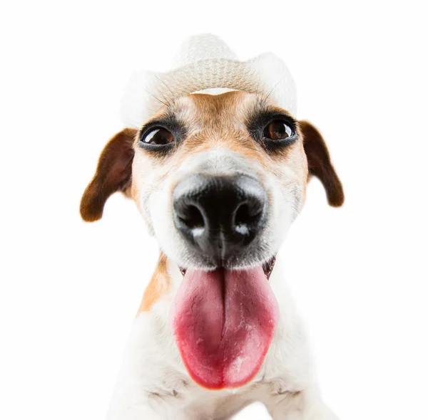 Perro sacó la lengua en un sombrero de vaquero — Foto de Stock