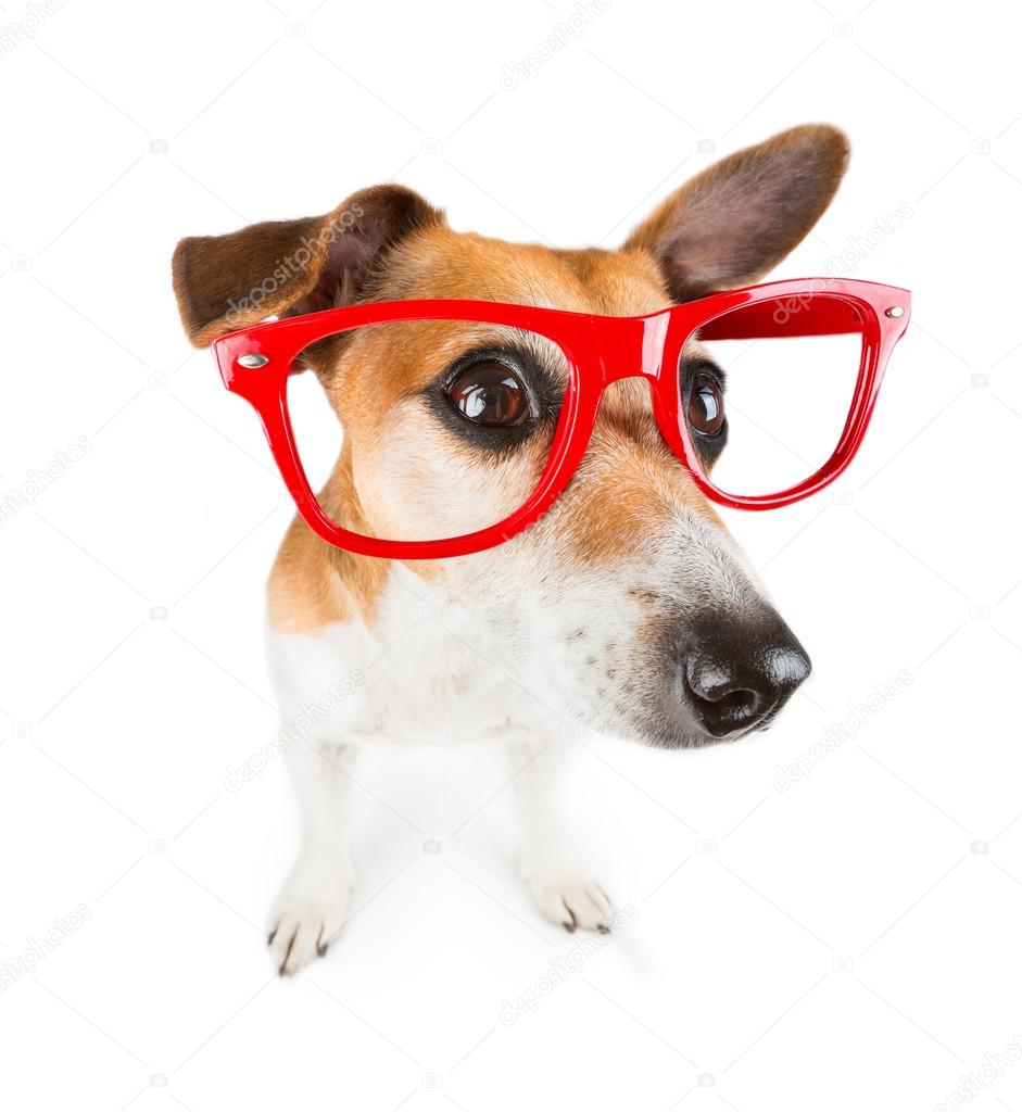 Jack Russel terrier with red glasses frame