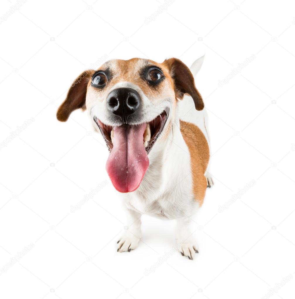 good-humoured pup debonair and cheerful looking