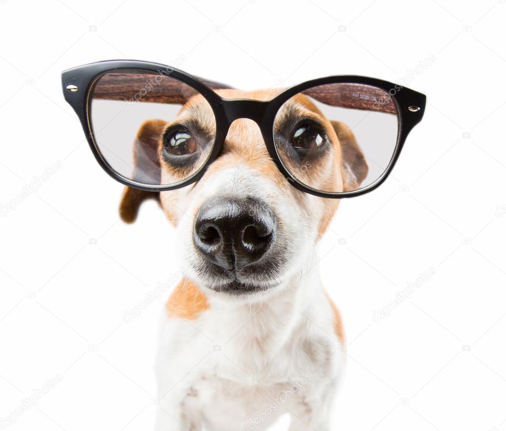 Cute dog with black frame vision glasses
