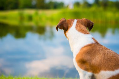 köpeği geri arka plan doğa manzara