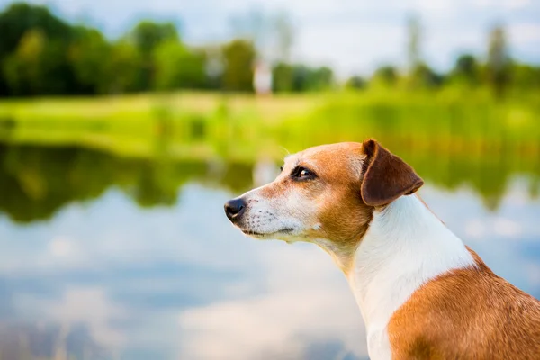 Profil anjing — Stok Foto