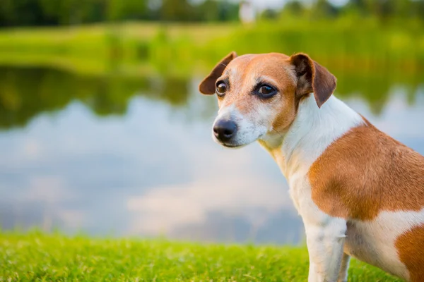 Spokojny pies siedzi na brzegu rzeki — Zdjęcie stockowe