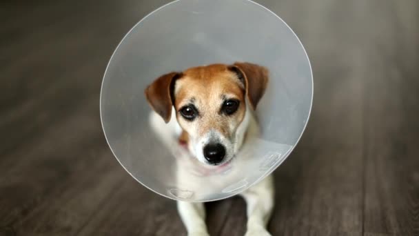 Cão relaxado com colarinho — Vídeo de Stock