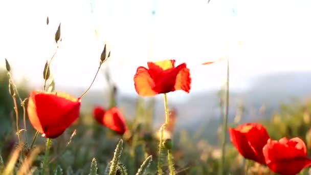 Câmp flori apus de soare — Videoclip de stoc