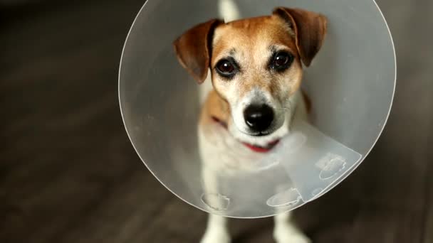 Animal de estimação dano veterinário — Vídeo de Stock