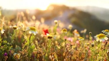 Dağda güzel kır çiçekleri