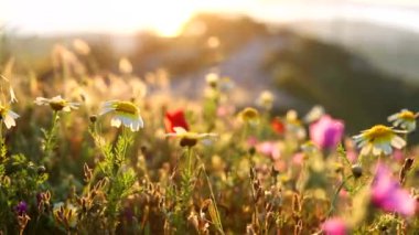 Kır çiçekleri dağda