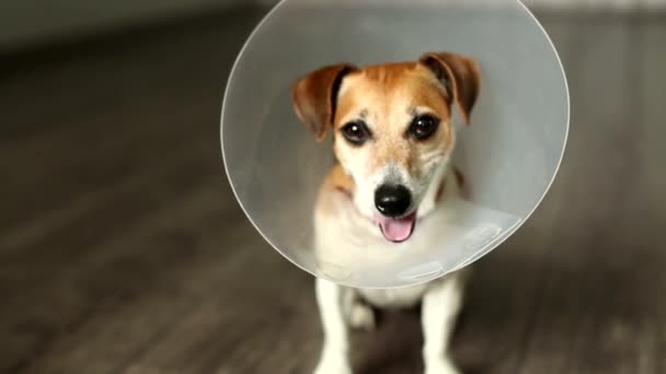 Collar veterinario mascota — Vídeo de stock
