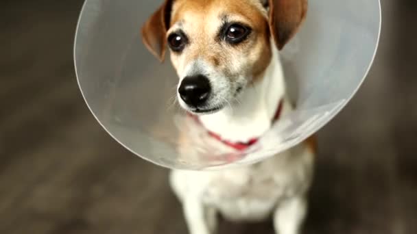 Perro con collar veterinario — Vídeo de stock