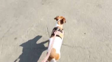 Samll köpek yürüyen