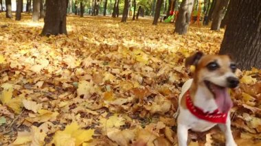 Sonbahar parkta oyun serin mutlu köpek