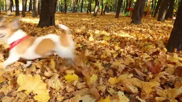 Счастливый щенок — стоковое видео