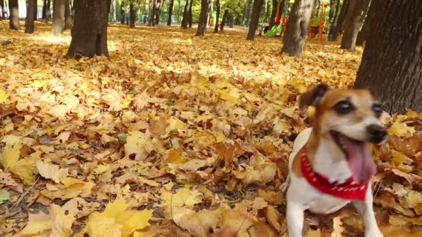 เจ๋งมีความสุขสุนัขเล่นในสวนฤดูใบไม้ร่วง — วีดีโอสต็อก