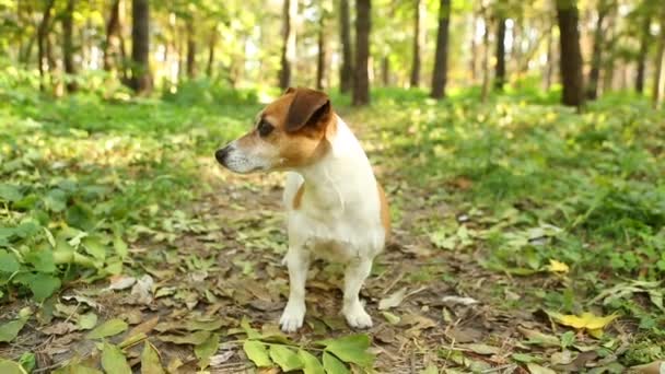 Perro paseando en el parque — Vídeo de stock