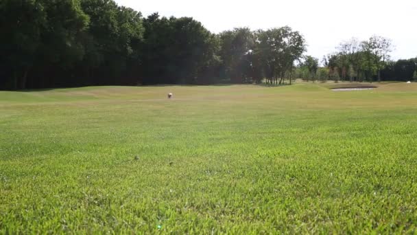 Küçük köpek hızlı kamera doğru çalışıyor — Stok video