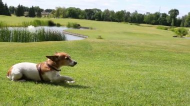 Köpek sürünerek oynarken mutlu