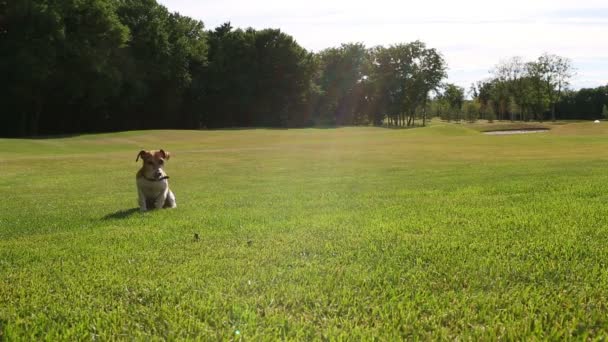 Cão ativo feliz — Vídeo de Stock