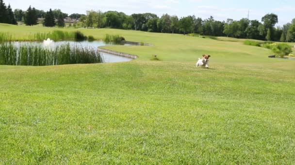 Σκυλί και ένα κορίτσι που τρέχει σε ένα πράσινο λιβάδι — Αρχείο Βίντεο