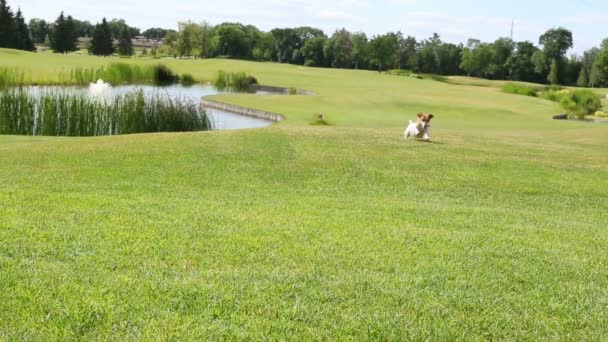 Hond en een meisje wordt uitgevoerd op een groene weide — Stockvideo