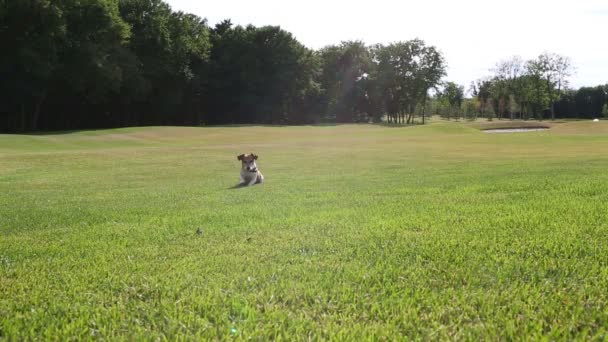 Ενεργός σκύλοs Τζακ Ράσελ τεριέ που παίζει — Αρχείο Βίντεο