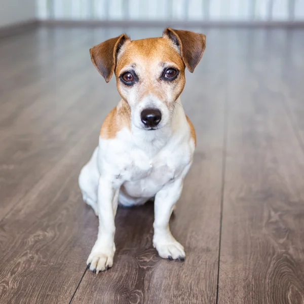 Cão bonito — Fotografia de Stock