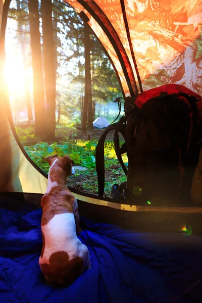 Köpek kamp ile seyahat. Sabah görünümü — Stok fotoğraf