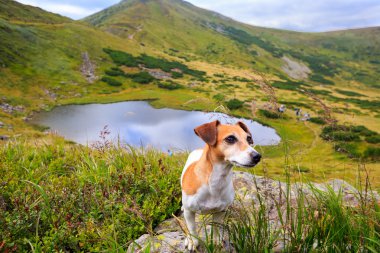dağ manzarası arka plan üzerinde köpek duran