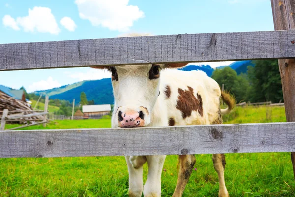 White cow look to the camera