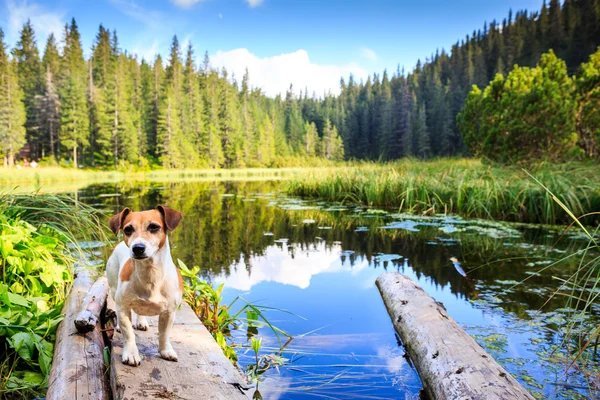 Small cute dog standing near the lake