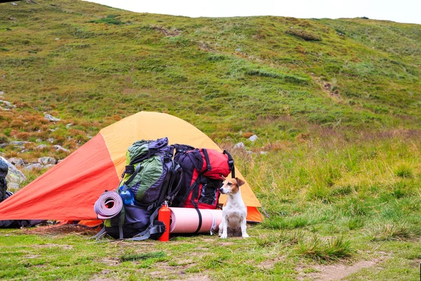 True camping friend Stock Picture