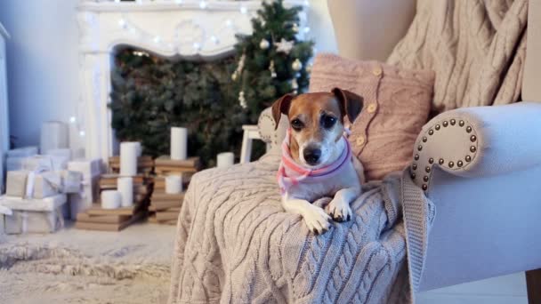 Holiday relaxed dog home cozy interior — Stock Video