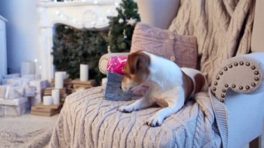 meraklı köpek açılış kutusuyla bir yeni yıl hediye