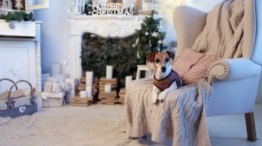 Neşeli Noel köpek için bekleyen sunar.