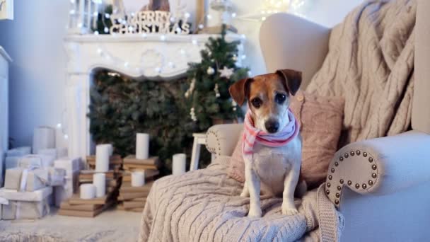 Hund am Weihnachtsmorgen. — Stockvideo