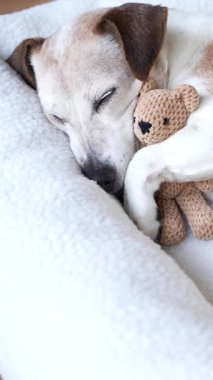 Gözleri kapalı uyuyan yaşlı bir köpek ayı oyuncağına sarılıyor. Sevimli arkadaşlar dikey video görüntülerini çekiyorlar. Evin atmosferi aydınlık oturma odası. Kapat.