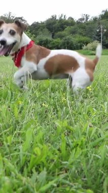 Kameranın önünde hızla koşan kırmızı eşarplı, gülümseyen ve kameraya bakan aktif bir köpek. Heyecanlı havayı oynamak. Dışarıda yeşil çimlerde oynayan sevimli Jack Russell teriyeri. Zıplayan çılgın dpet. dikey video görüntüleri.