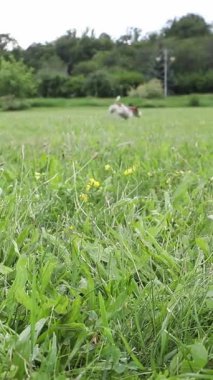 Parkta küçük köpek Jack Russell Terrier 'ı oynuyor. Yeşil çimen koşan top oyuncağı. Heyecanlı, ağzı açık bir dille. Mutlu heyecanlı evcil hayvan dikey video görüntüleri. yaşam tarzı hayvan içeriği