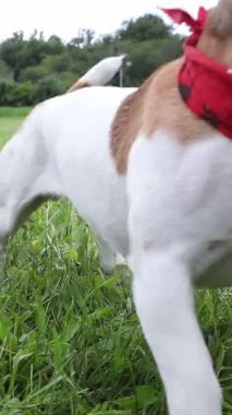 Köpek Jack Russell Terrier aktif oyundan sonra dinleniyor. Çimenlerin üzerinde kocaman bir gülümsemeyle yatıyor, dili dışarıda, derin bir nefes alıyor. Çılgın aktif enerji. dikey video görüntüleri