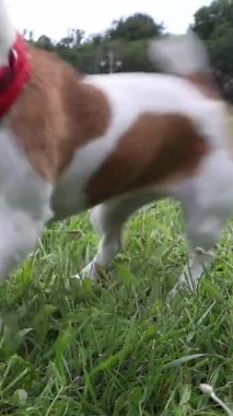Kameranın önünde hızla koşan kırmızı eşarplı, gülümseyen ve kameraya bakan aktif bir köpek. Heyecanlı havayı oynamak. Dışarıda yeşil çimlerde oynayan sevimli Jack Russell teriyeri. Zıplayan çılgın dpet. dikey video görüntüleri.