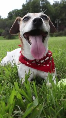 Sevimli köpek Jack Russell Terrier çimenlerin üzerinde gülümsüyor ve aktif oyundan sonra dinleniyor. Dili dışarıda, derin nefes alıyor. Çılgın aktif enerji doğanın tadını çıkarıyor. dikey video görüntüleri