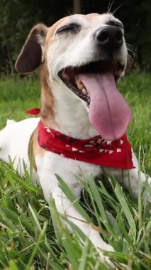 Komik köpek Jack Russell Terrier çimenlerin üzerinde gülümsüyor, aktif oyundan sonra dinleniyor. Dili dışarıda, derin nefes alıyor. Çılgın aktif enerji. dikey video görüntüleri