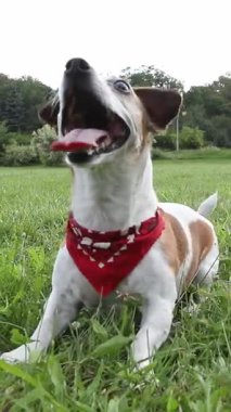 Yeşil çimen koşan top oyuncağıyla parkta köpek Jack Russell teriyeri oynayan bir ajan. Deli gibi açık dilli. Mutlu heyecanlı evcil hayvan dikey video görüntüleri / yaşam tarzı hayvan içeriği