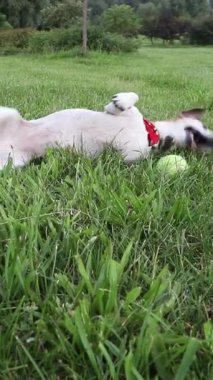 Köpek takla atıyor, çimenlerde sürünüyor, aktif oyundan sonra dinleniyor, derin nefes alıyor ve dili çıkıyor. Kırmızı eşarp. Mutlu köpek doğada oynuyor. dikey video görüntüleri