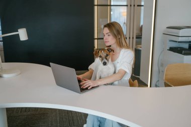 Dizüstü bilgisayarla çalışan güzel sarışın kadın kucağında sevimli köpek Jack Russell Terrier ile çalışıyor. İş yerindeki evcil hayvan arkadaşı. Köpek kameraya bakıyor.
