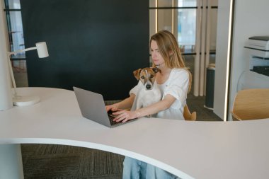 Evcil hayvanla çalışmak. Beyaz tişörtlü genç sarışın kadın evcil hayvan dostu çalışma alanında dizüstü bilgisayarlı bir masada çalışıyor. Sevimli Jack Russell Terrier köpeği kucağında kameraya bakıyor. Çalışan bir ebeveyn. yatay bileşim