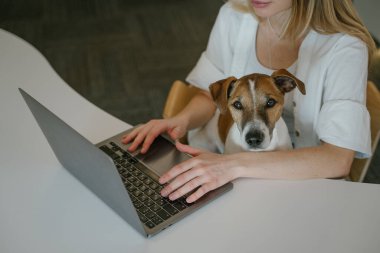 Evcil hayvan dükkanı destek servisi şirin köpeği kameraya bakıyor. İnternette dizüstü bilgisayardaki kadın ve evcil hayvan tedavisi Jack Russell Terrier 'ı yazmakla meşgul. Genç köpek ebeveyn kadın. yatay bileşim.