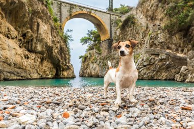 Gorge kayalarda arasında sahilde duran köpek